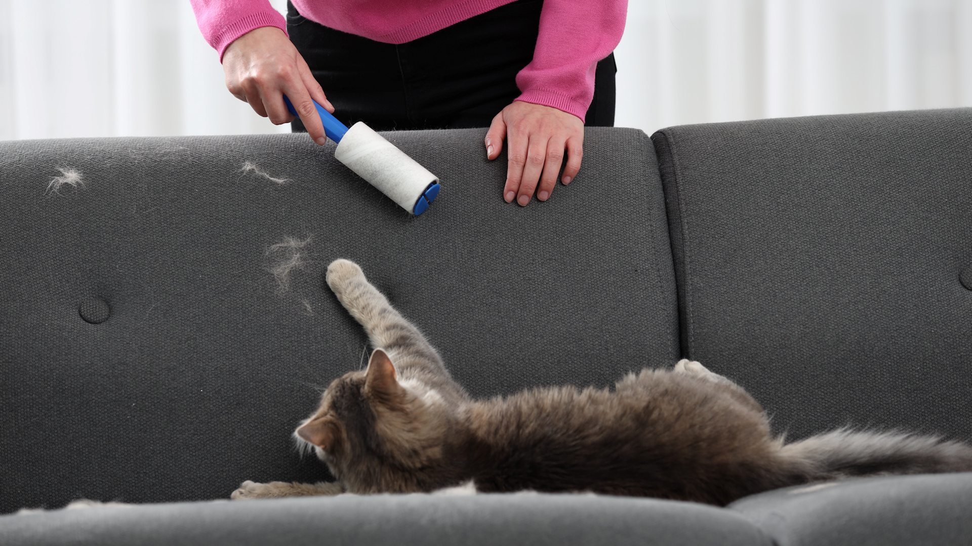 Pet hair cleaning on furniture