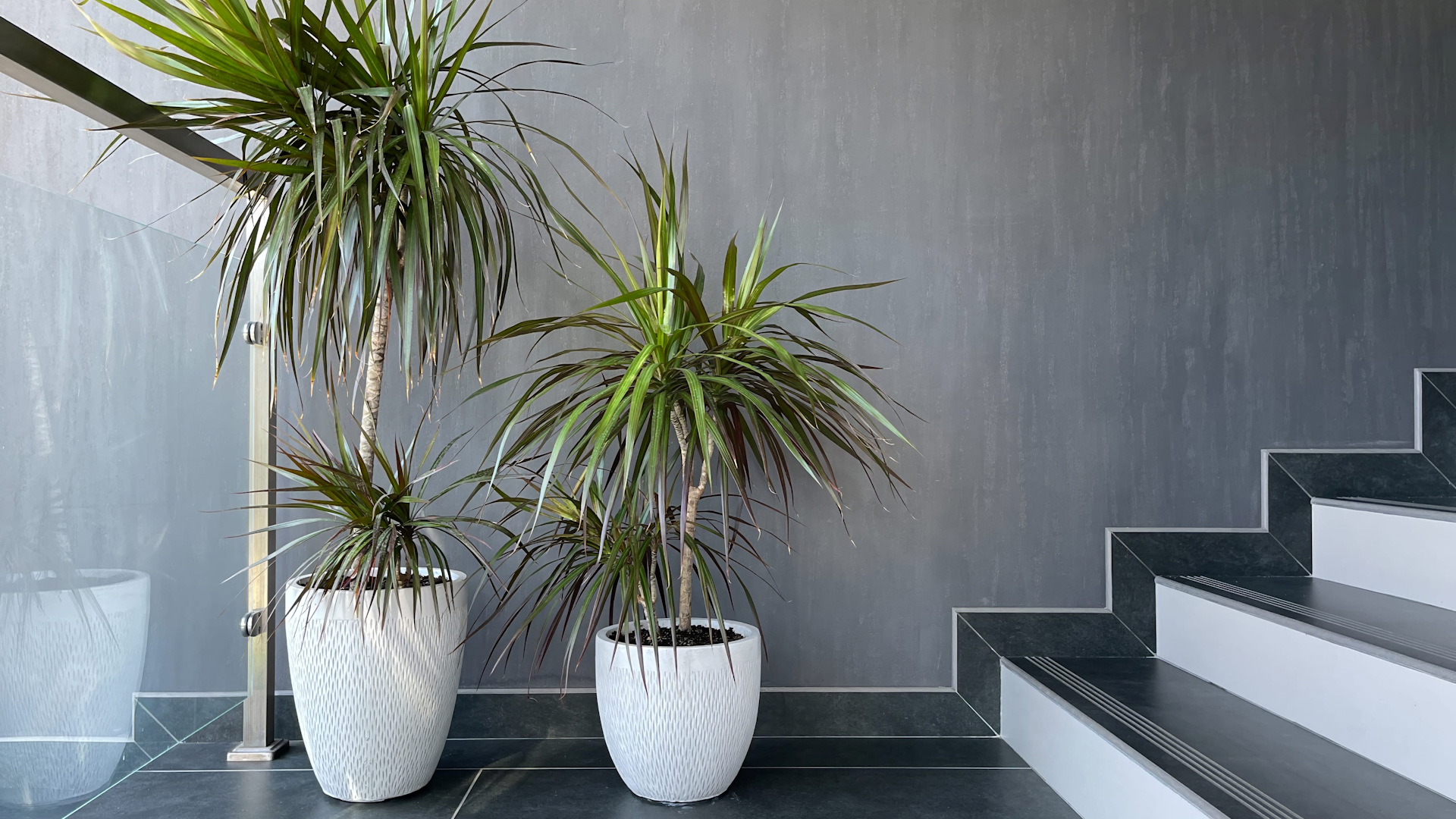 Indoor plants that clean the air and are easy to care for.