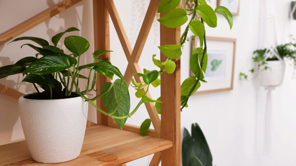 Indoor plants that clean the air and are easy to care for.