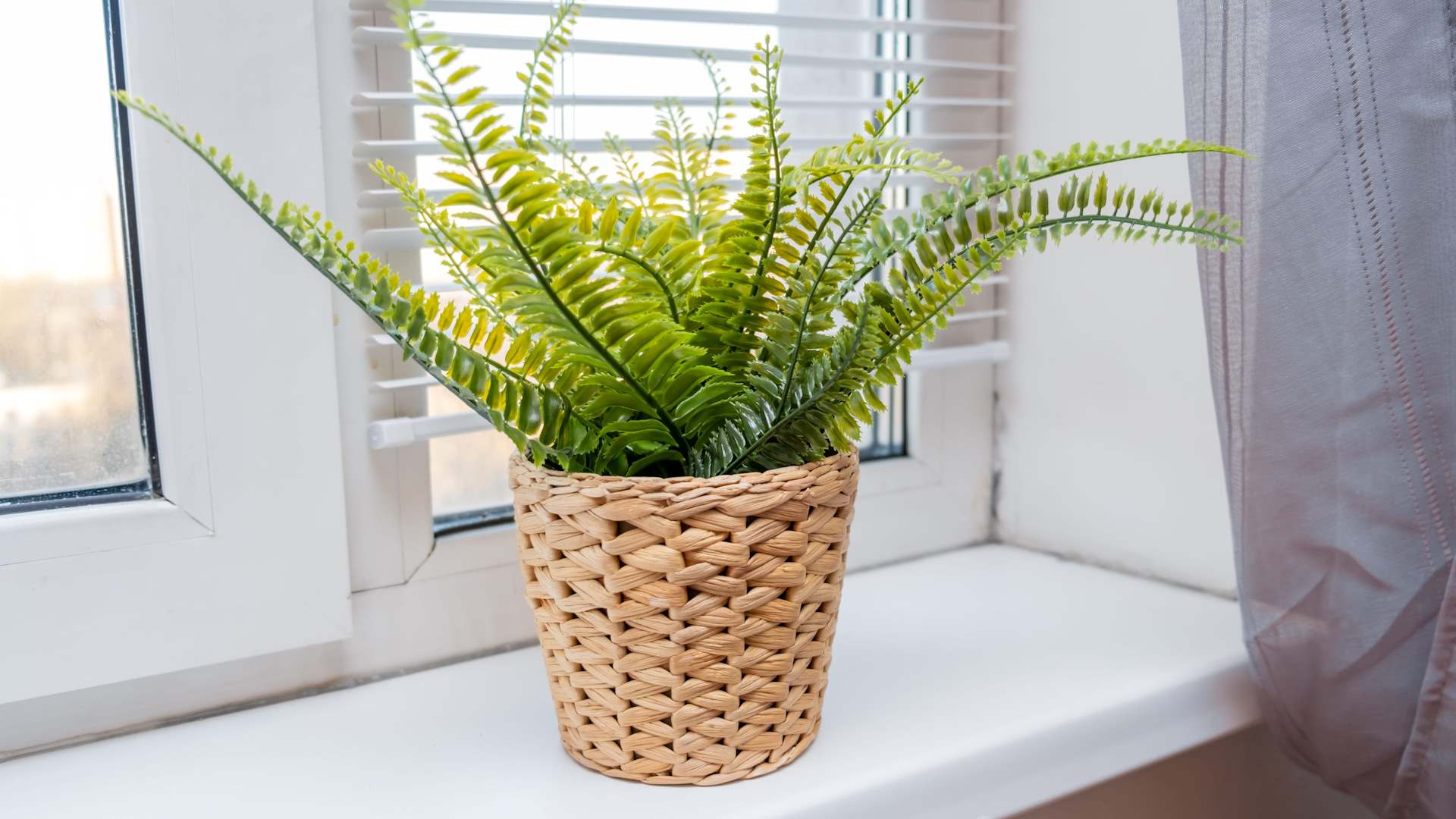 Indoor plants that clean the air and are easy to care for.