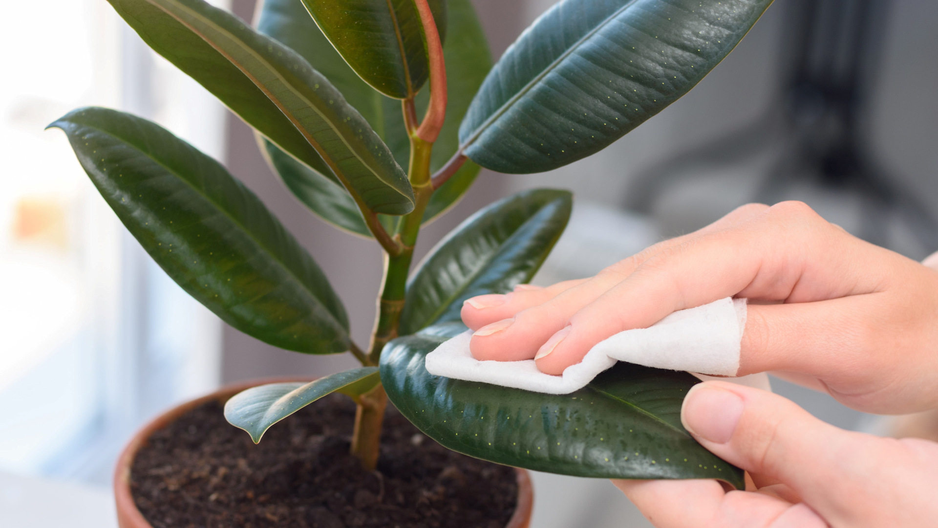 Indoor plants that clean the air and are easy to care for.