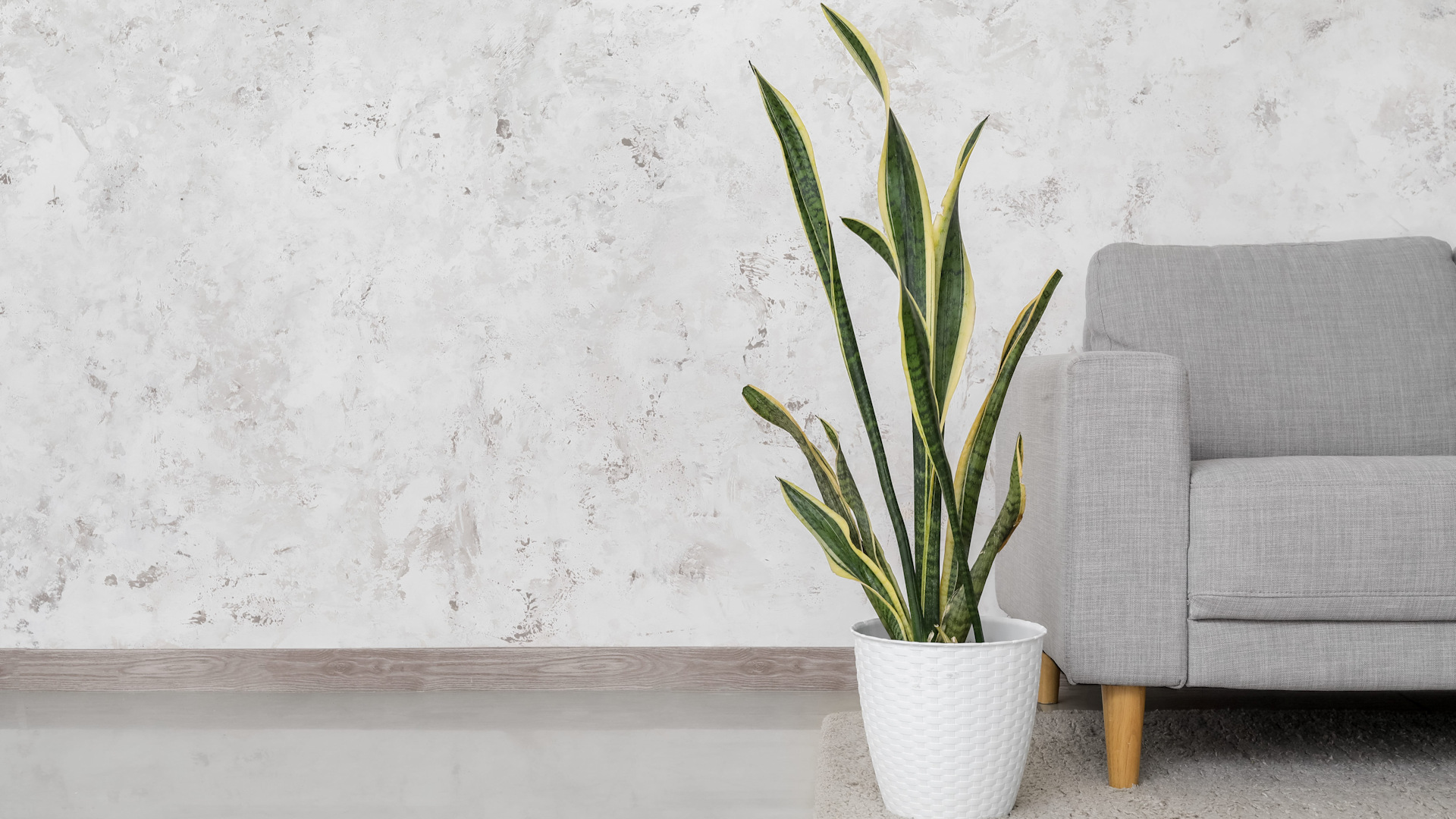 Indoor plants that clean the air and are easy to care for.