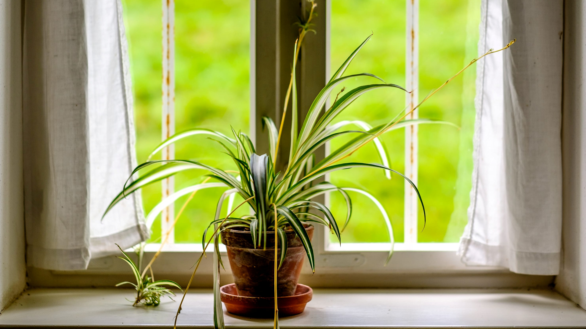 Indoor plants that clean the air and are easy to care for.