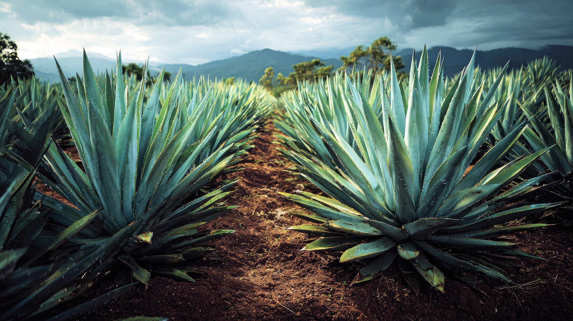 Best clean and low maintenance outdoor plants for the Orlando, Florida area