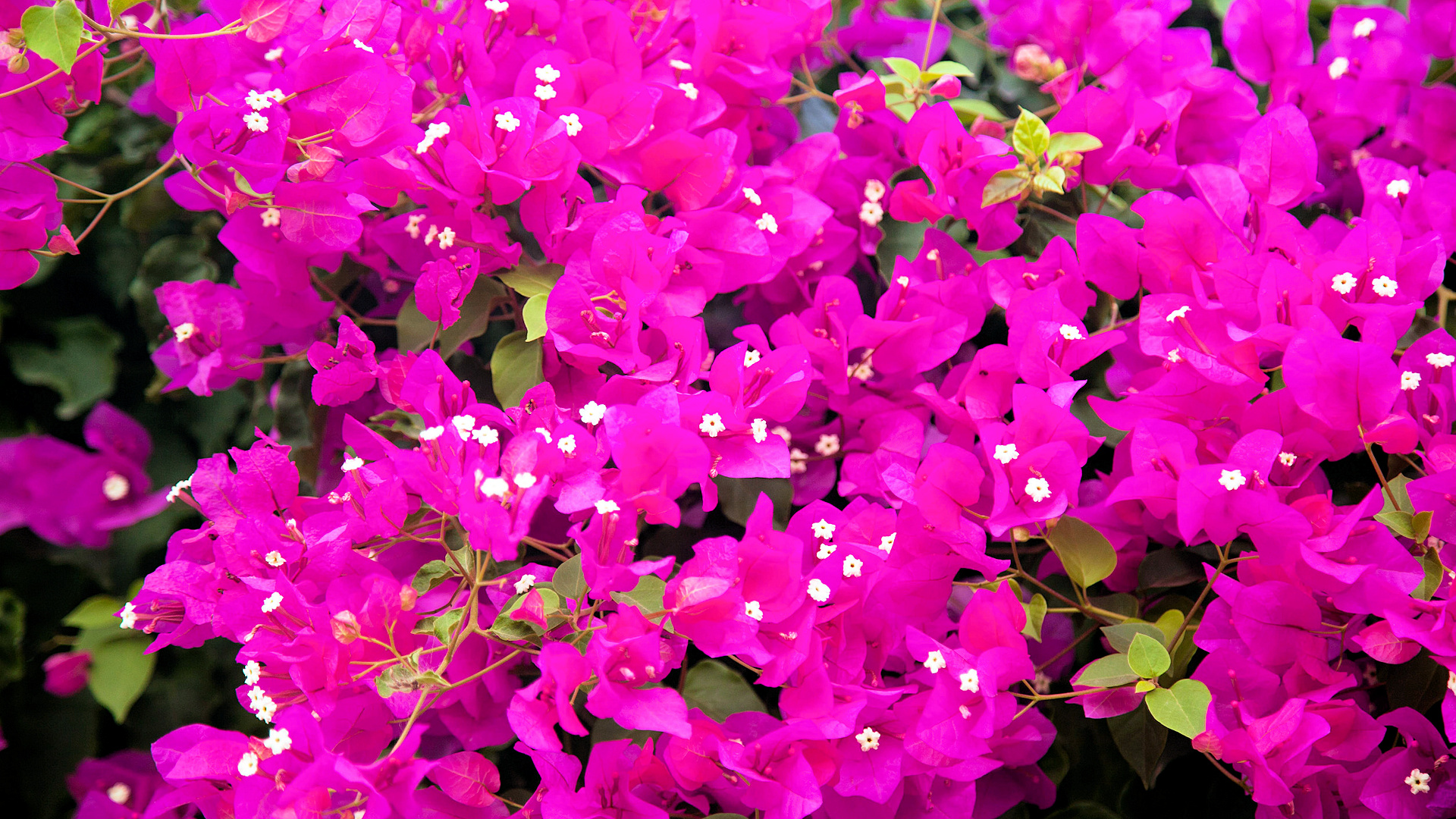 Best clean and low maintenance outdoor plants for the Orlando, Florida area