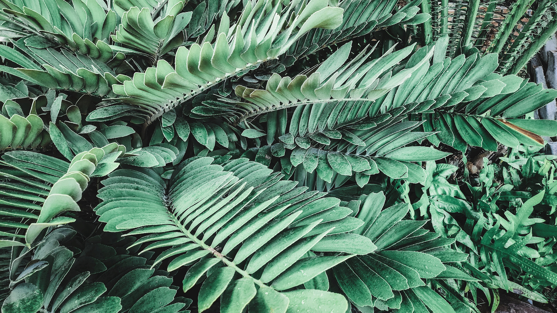 Best clean and low maintenance outdoor plants for the Orlando, Florida area