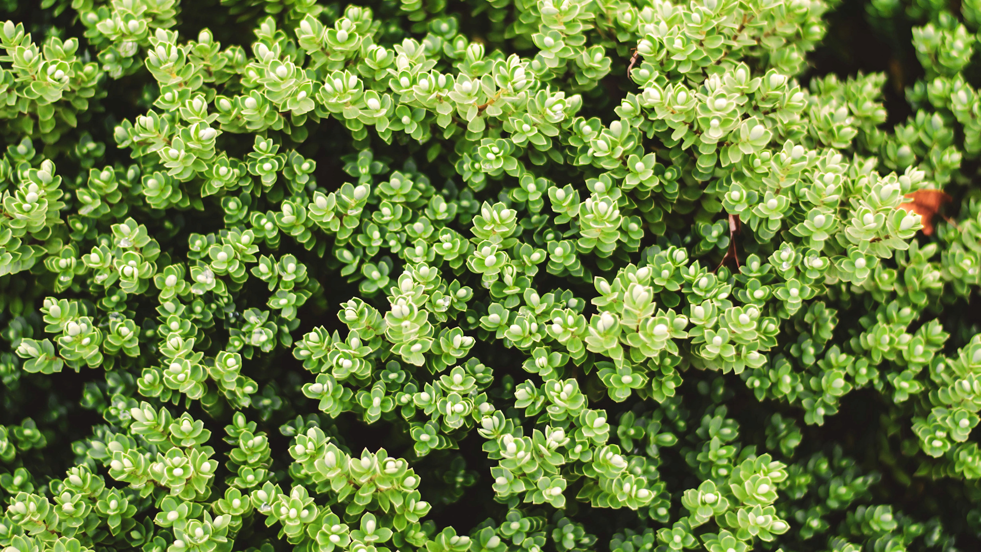 Best clean and low maintenance outdoor plants for the Orlando, Florida area