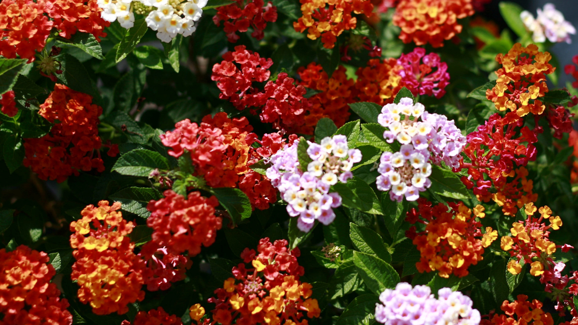 Best clean and low maintenance outdoor plants for the Orlando, Florida area