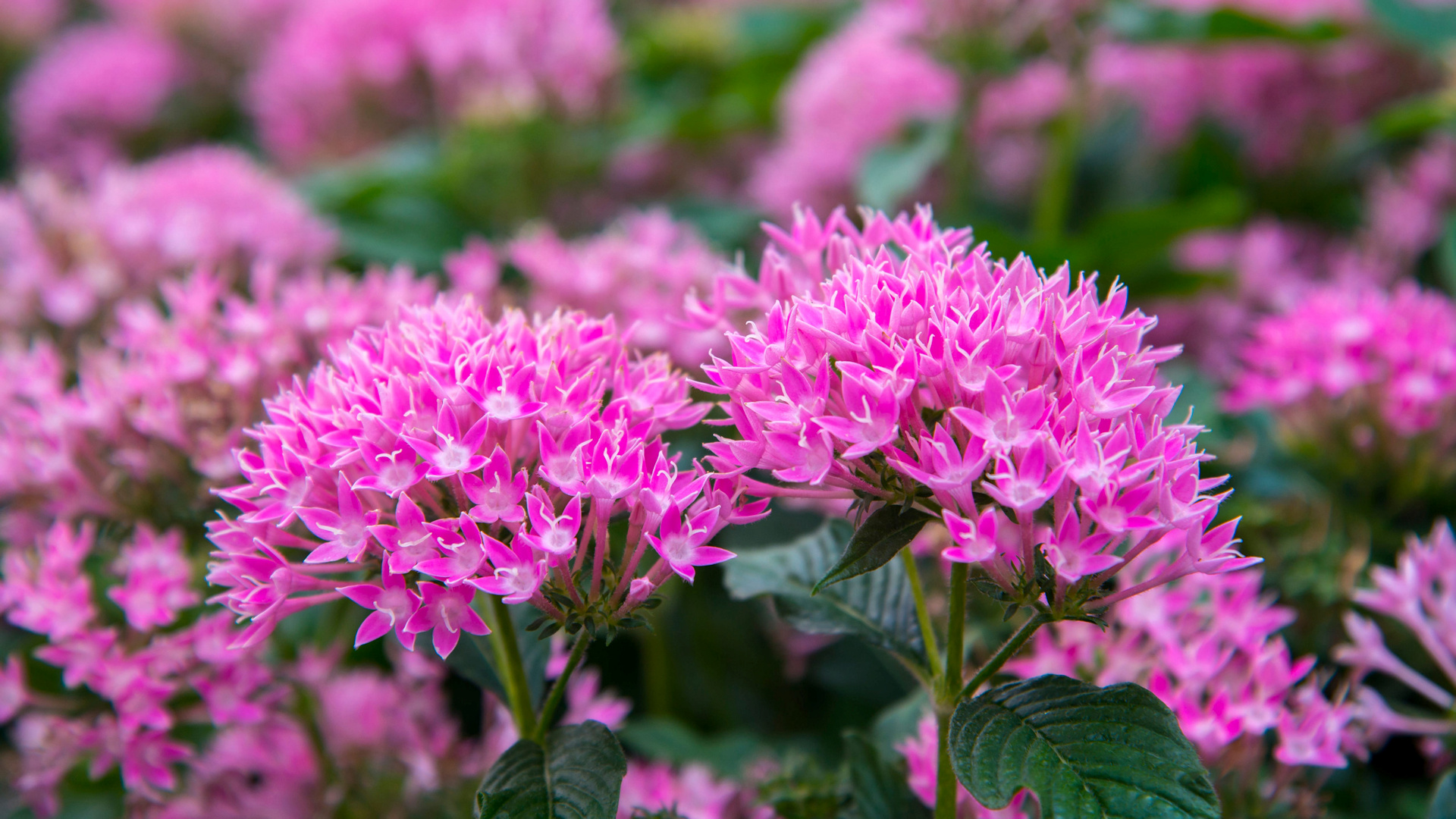 Best clean and low maintenance outdoor plants for the Orlando, Florida area