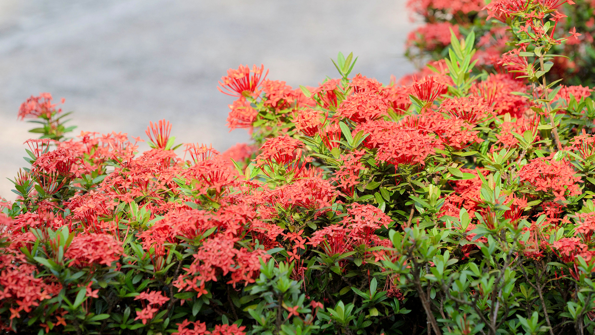 Best clean and low maintenance outdoor plants for the Orlando, Florida area